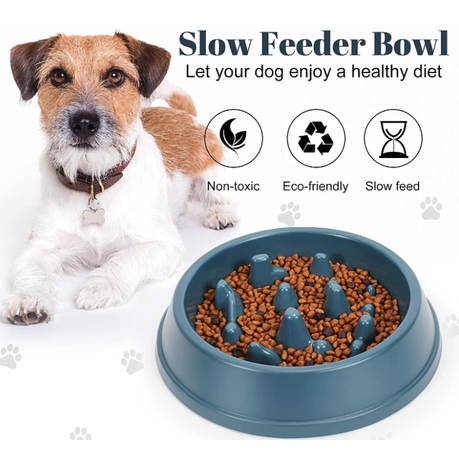 Are Slow Feeders Bad For Dogs