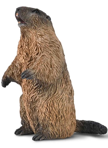 Wildlife Small Marmot
