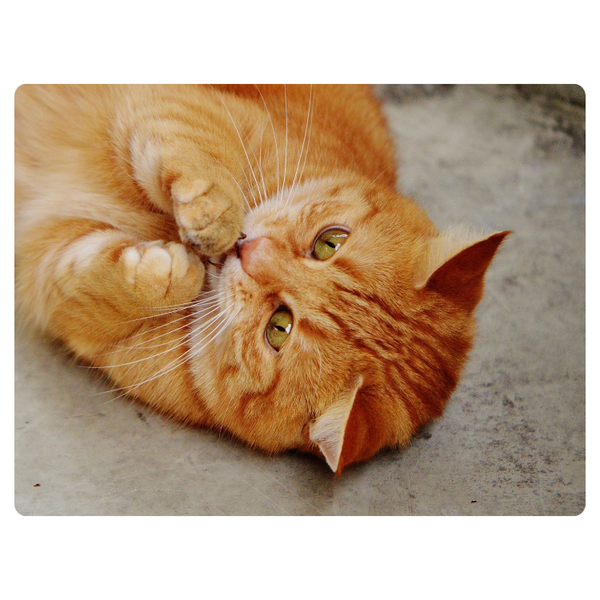 Playful Ginger Cat Mouse Pad
