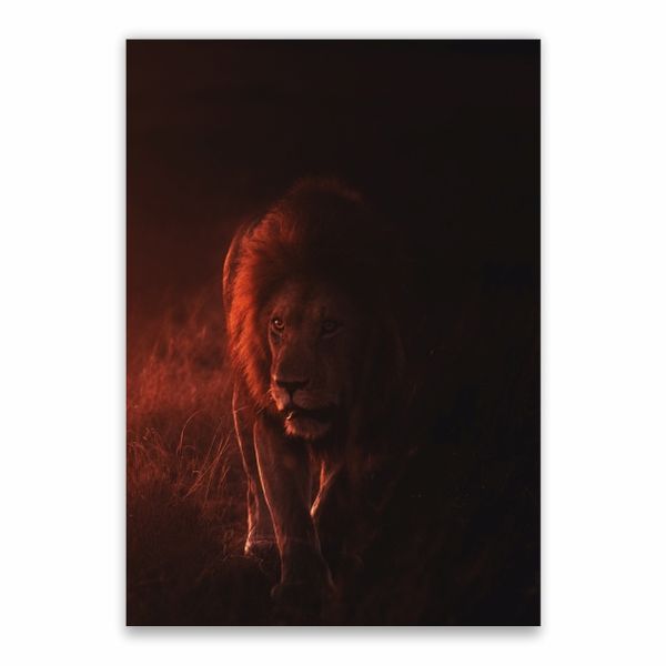 Lion in Dusk Poster - A1