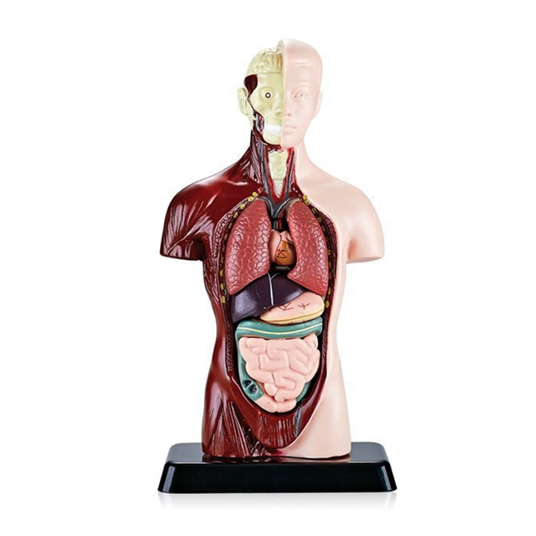 Educational Organ Anatomy Model For Biological Science Learning
