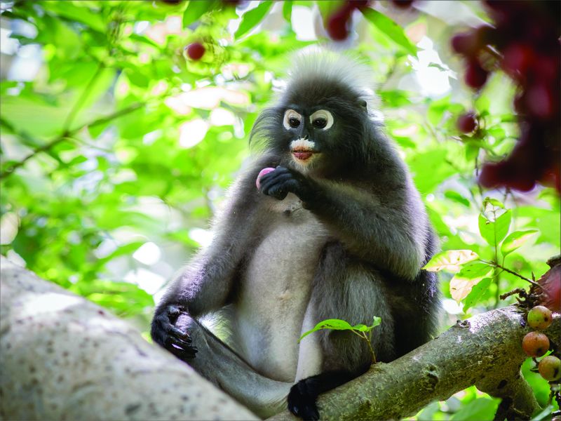 Laptop Skin - Sticker - Monkey