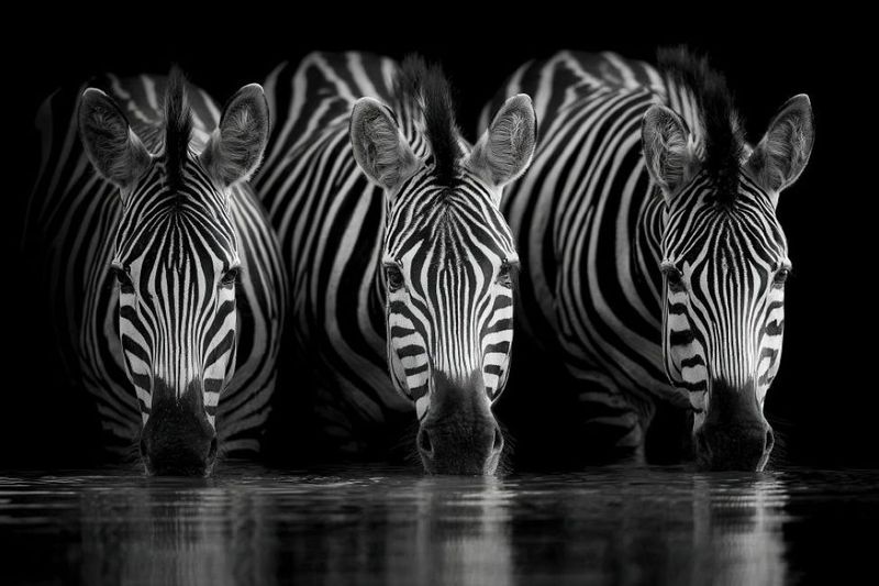 Wall Art Canvas - 3 Zebras Drinking Water at Night
