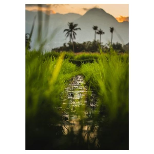 Mountain View Through Blades of Grass - A1 Poster