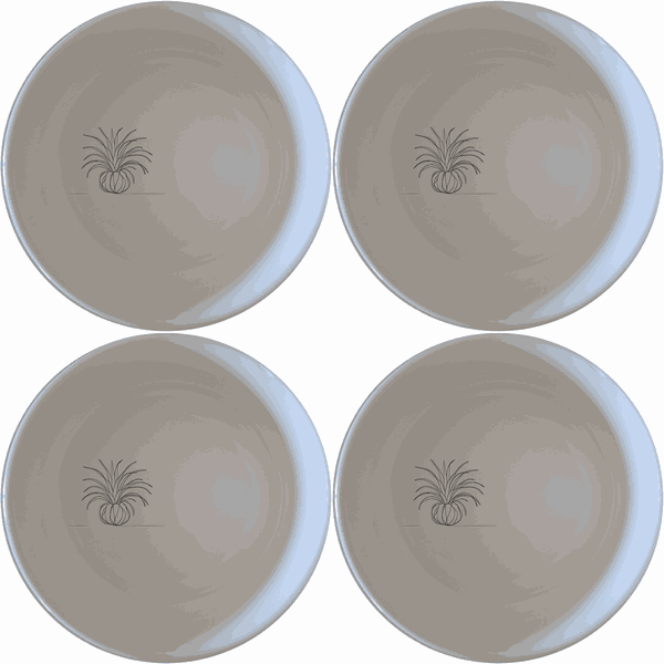 Tillandsia Air Plants Bowl Set of 4 - Range 4