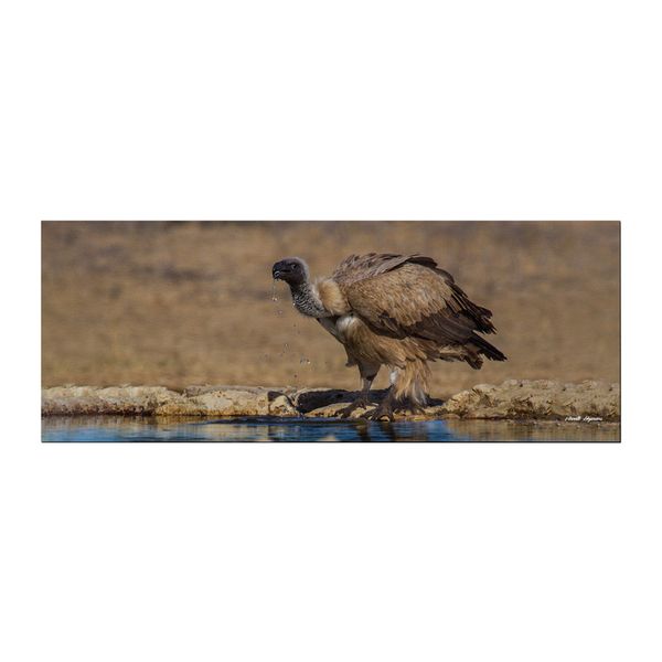 Cape Vulture Drinking Large Desk Pad By Annette Heymans