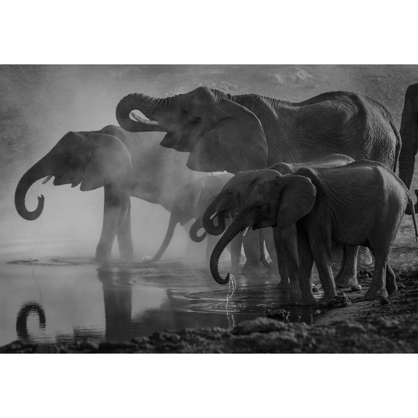 Canvas Wall Art - 1000 x 700 - Elephants 2