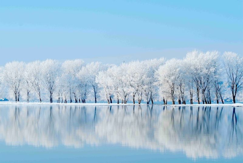 Laptop Skin White Trees