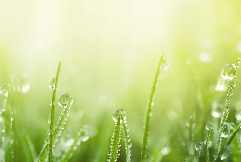 Laptop Skin Grass Water Drops