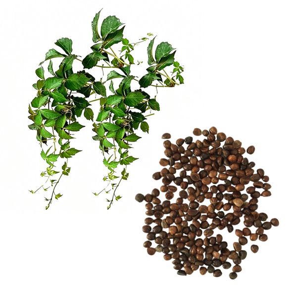 200 Pieces Boston Ivy Vine Seeds-Easy to Grow Seeds for Lush Garden