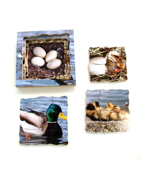 Tray Puzzle - Life Cycles Duck