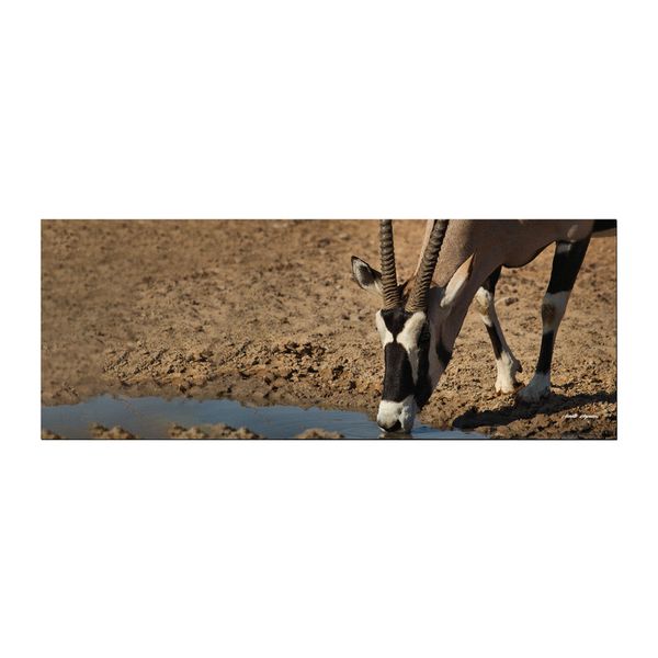 Oryx Portrait Large Desk Pad By Annette Heymans