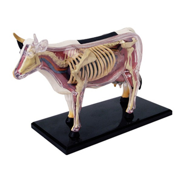 Animal Organ Anatomy Model 4D Cow Intelligence Compatible with None