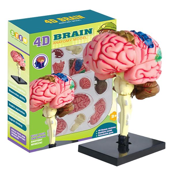 4D Educational STEM Human Brain Anatomy Model - Educational Toys for Kids