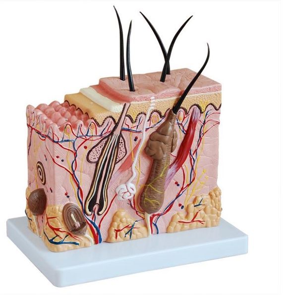 Enlarged Skin Section Block Model -Human, Anatomy Educational Medical Study