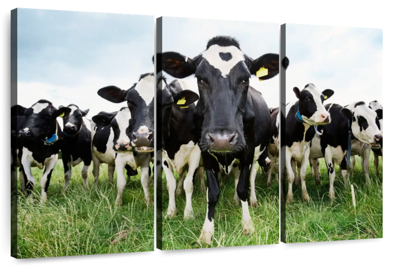 Canvas Art - Holstein Cows 3 Piece Canvas Wall Art Living Bedroom Decor