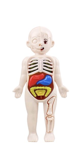 Educational Organ Structure Puzzle Toy