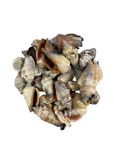 Natural Mixed Sea Shells - Coastal Decor and Crafting Set
