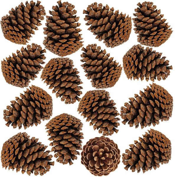 Classic bulk pack of dried pine cones 16 pcs [gift pack]
