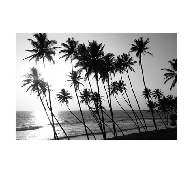 Palm Trees Canvas Print - Grey (600 x 900mm)
