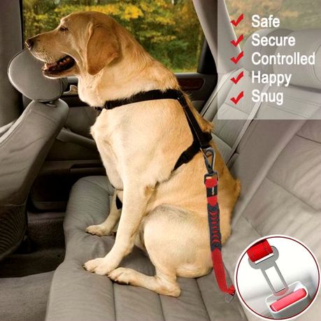 Labrador seat belt best sale