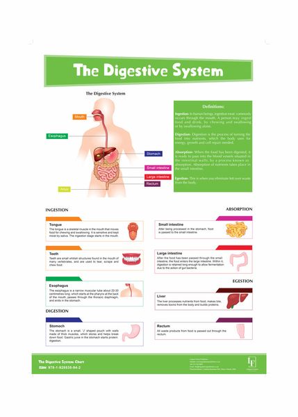 The Digestive System wall Chart