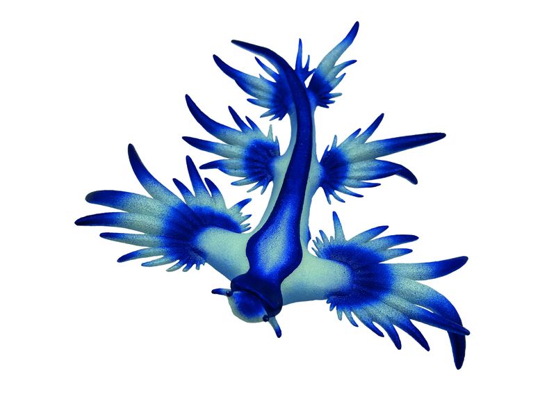 Bullyland Glaucus Atlanticus - 7cm Long