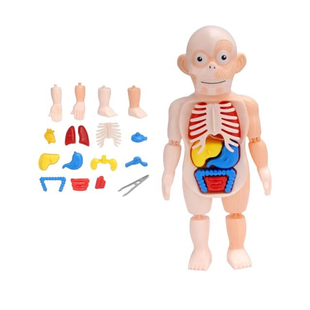 Human Body Anatomy Model Educational Learning Organ Assembled Toy ...