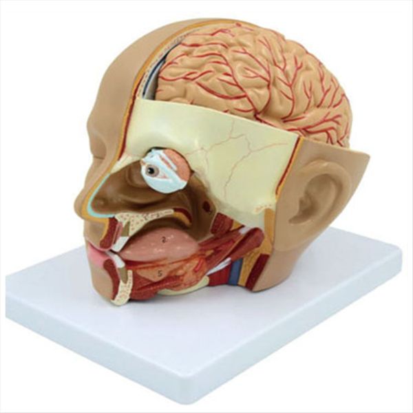 Human Head Anatomy Model Head Brain Cross-Section Compatible with None