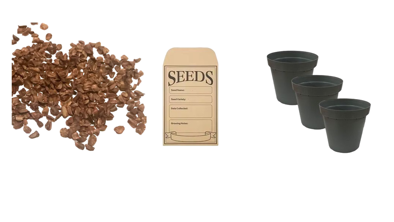 Italian Cypress - Pencil Pine Bonsai Seed Kit