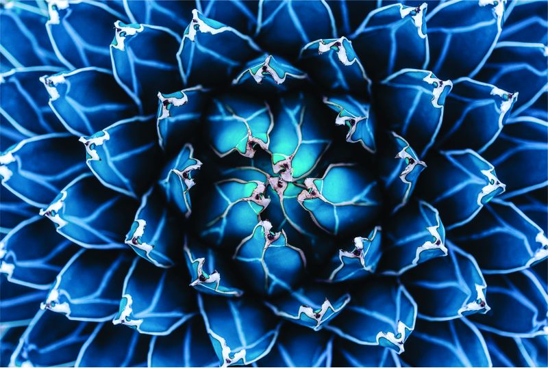 Laptop Skin Blue Flower