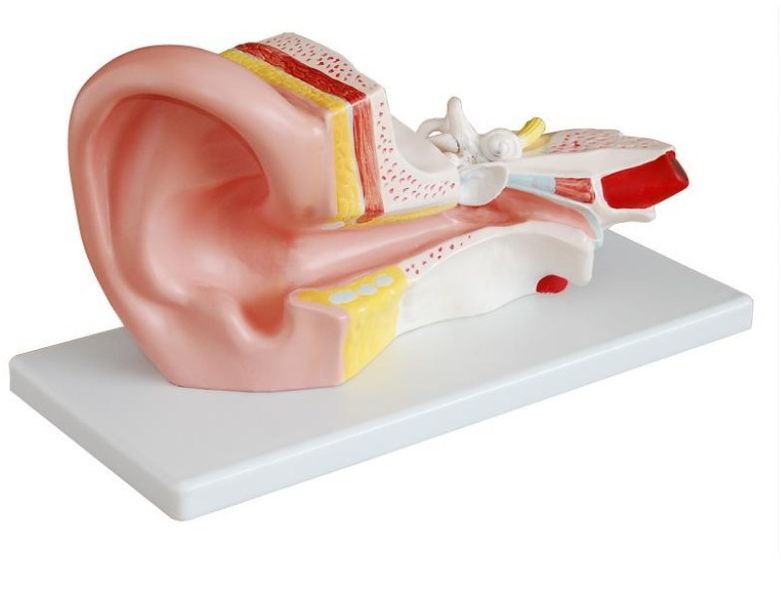Ear Model (Large) - 2 Parts - Hearing &amp; Balance Teaching Aid, Educational