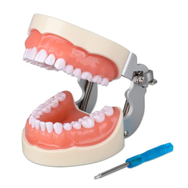 Dental Model 32 Teeth Model For Teaching, Demonstration with Screwdriver