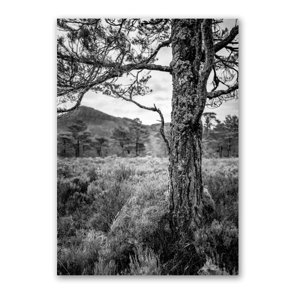 Bushveld Tree Canvas Home Decor Wall Art