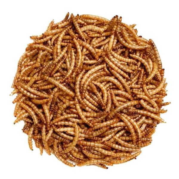 Dried Mealworms - High Protein Natural Feed for Birds, Chickens, Reptiles