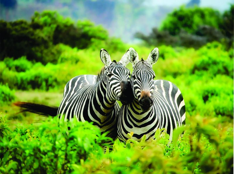 Laptop Skin - Sticker - Zebras