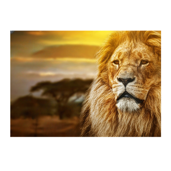 Wall Art Canvas - Lion Close Up