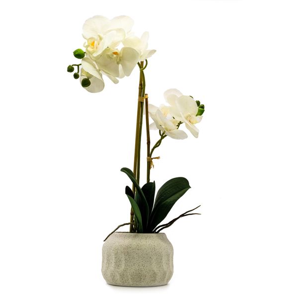 Artificial Orchid In Cream Pot image
