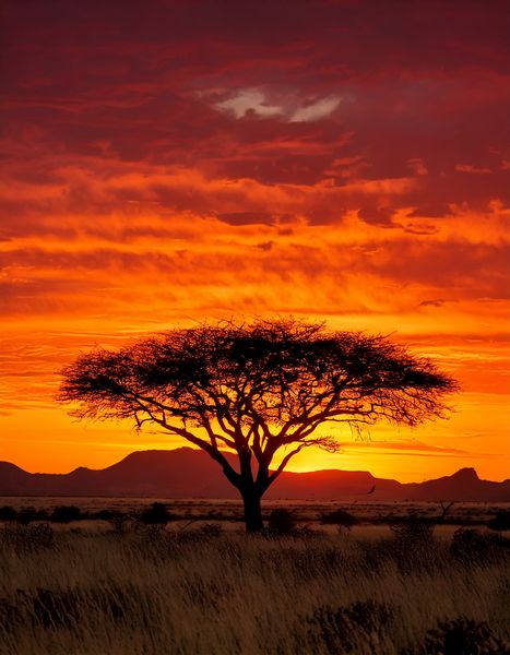 Canvas Home Decor Wall Art - African Savanna