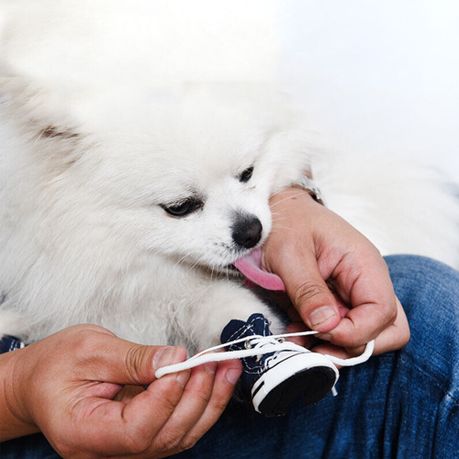 Pomeranian clearance dog shoes