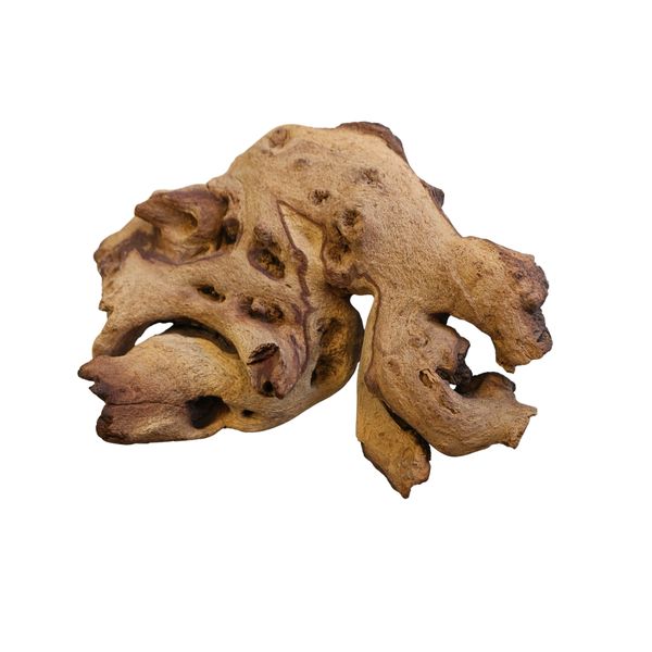 Mopane Root - Wild African Beauty for Aquariums, Terrariums &amp; Décor