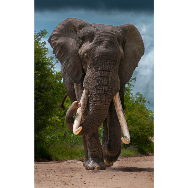 Canvas Wall Art - 1000 x 650 - Elephant Bull