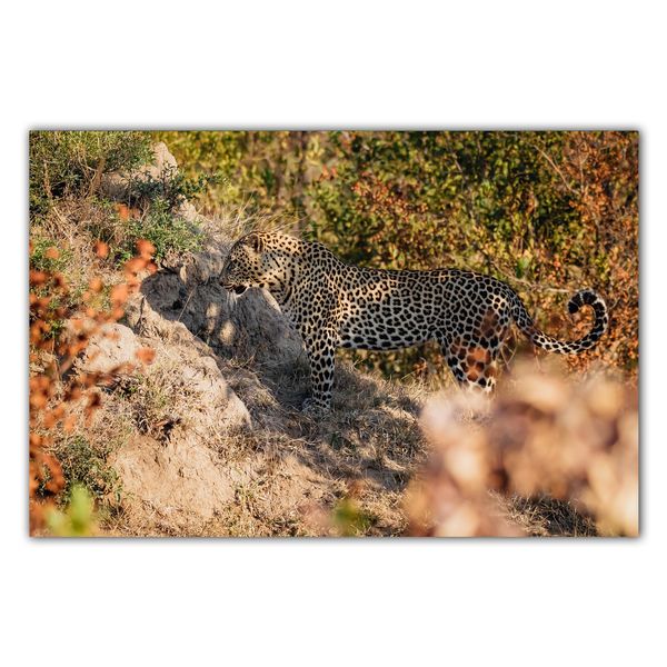 Premium Framed Canvas Print: Cheetah 43