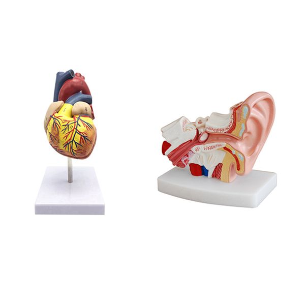 1 5 Times Human Ear Anatomy Model Showing Organs Structure