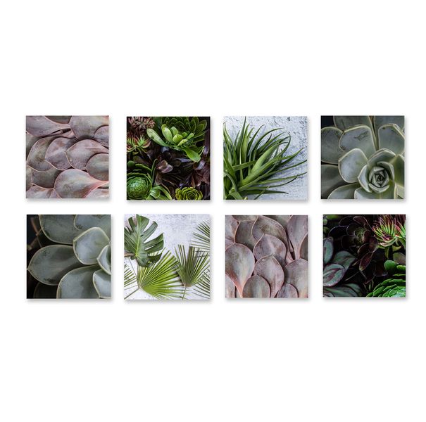 CapeArt Birch Block 8 pce collage SUCCULENTS