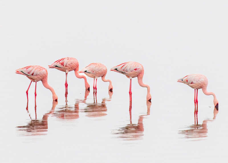 Canvas Wall Art Flamingos
