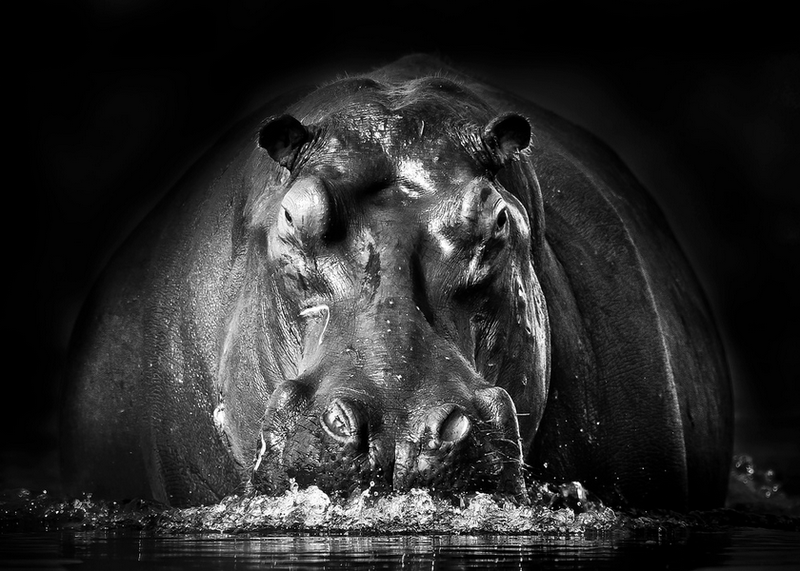 Wall Art Canvas - Power Hippo - Black &amp; White