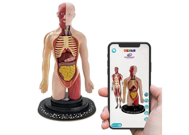 STEM Augmented Reality - Human Torso Profesional Model