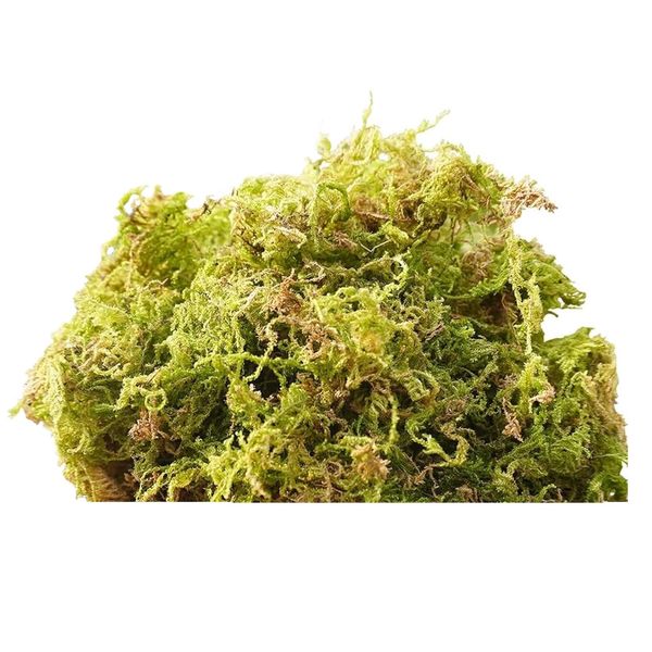 Pet Reptile Incubation Natural Dried Forest Moss -150g