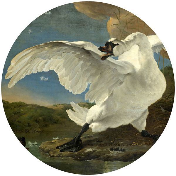 Robin Sprong Wall Decal The Threatened Swan 1000 x 1000mm